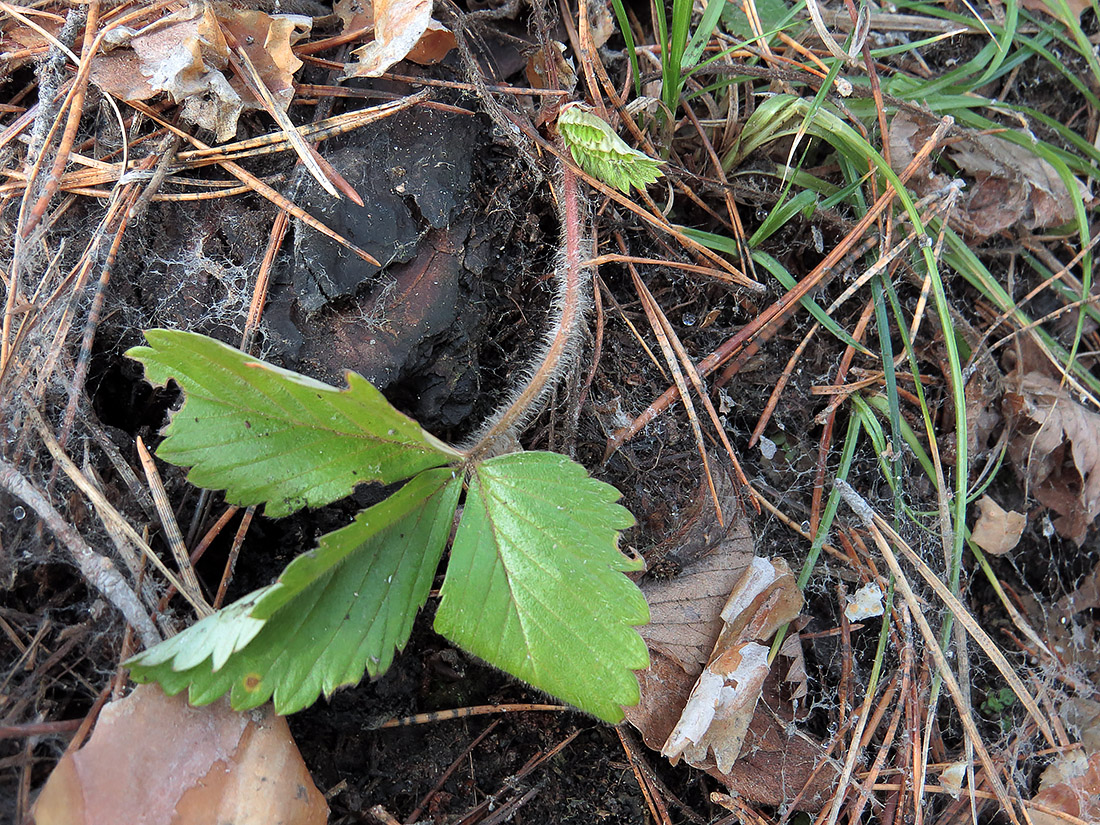 Изображение особи Fragaria viridis.