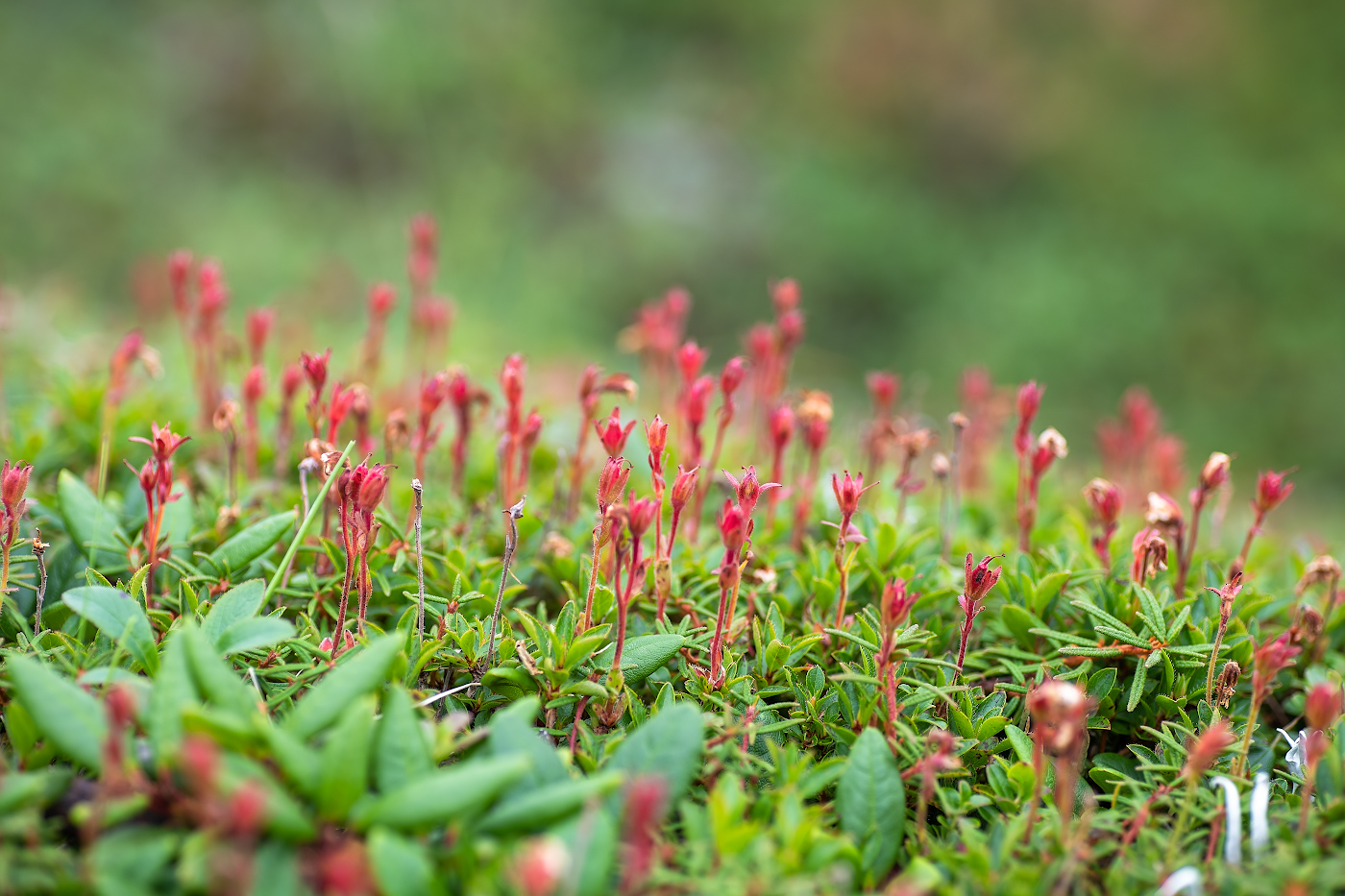 Изображение особи Rhododendron redowskianum.
