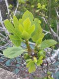 Ficus carica