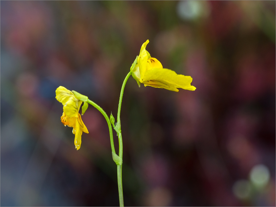 Image of Utricularia intermedia specimen.