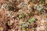 Limonium lobatum