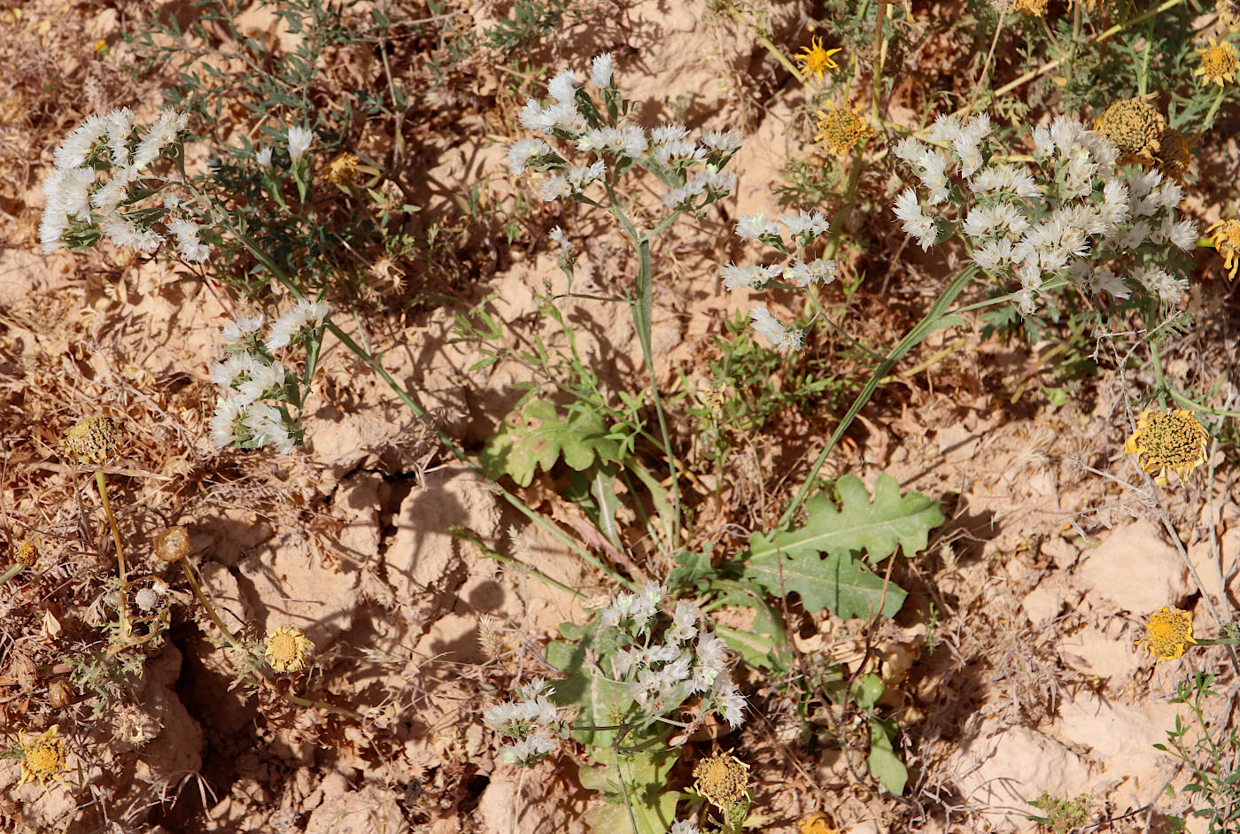 Image of Limonium lobatum specimen.
