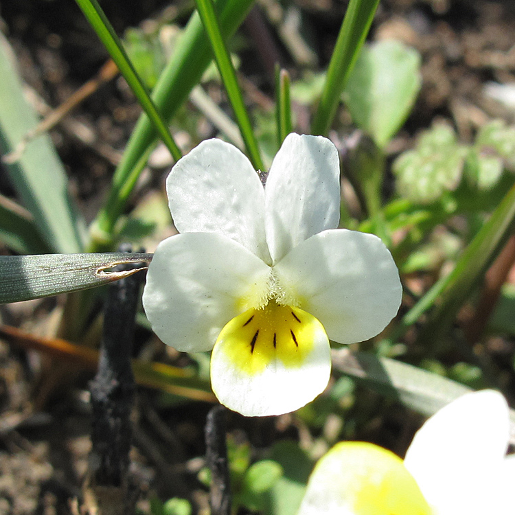 Image of Viola arvensis specimen.