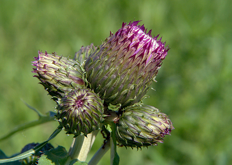 Image of Cirsium heterophyllum specimen.