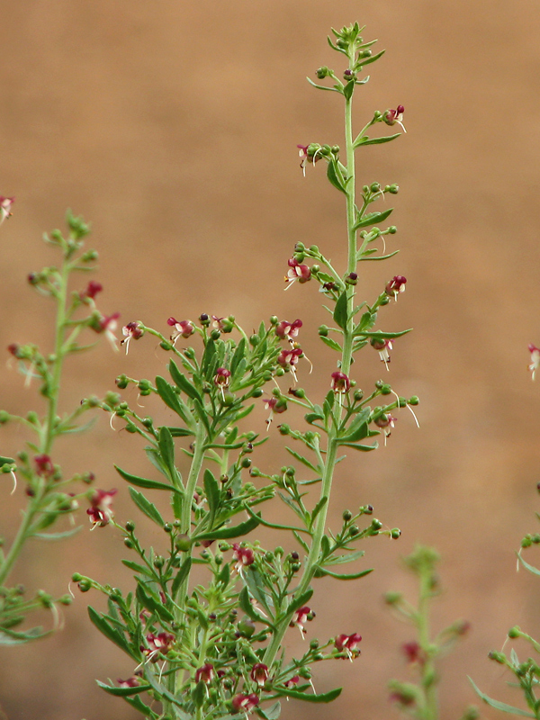 Image of Scrophularia granitica specimen.