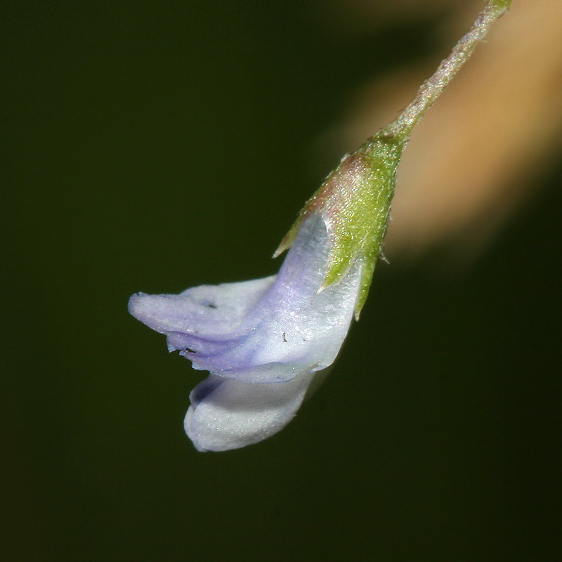 Image of Vicia tetrasperma specimen.