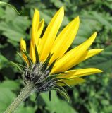 Helianthus tuberosus. Соцветие (вид со стороны обёртки). Окр. Архангельска, рудеральное местообитание. 19.09.2011.