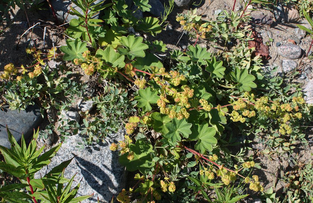 Image of Alchemilla conglobata specimen.