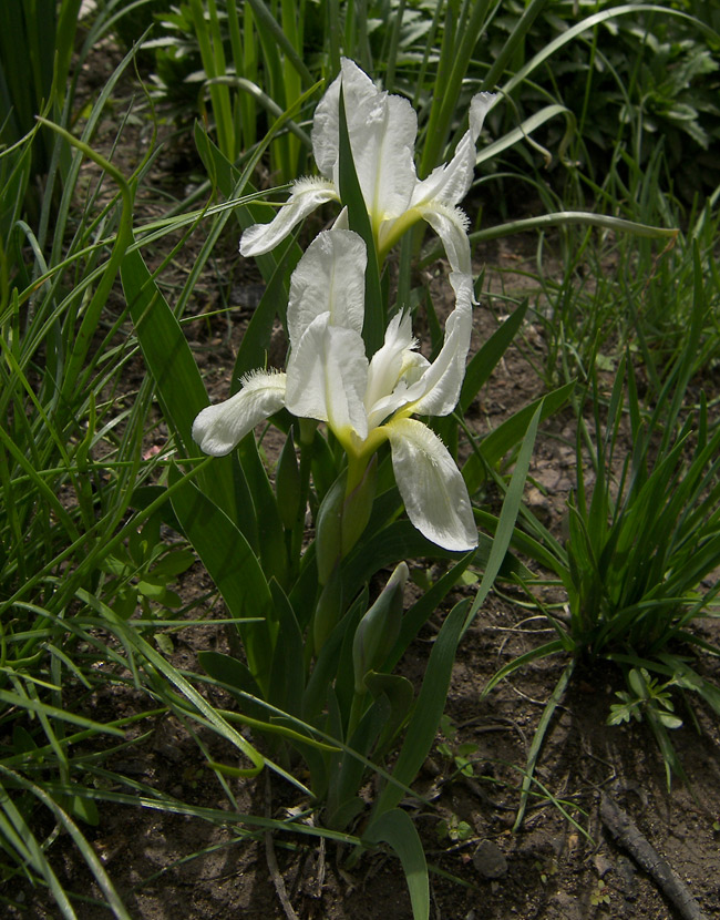 Изображение особи Iris aphylla.