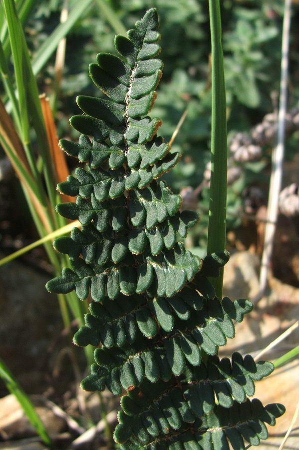 Image of Paragymnopteris marantae specimen.