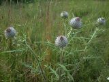 Cirsium polonicum. Верхушка растения с нераскрывшимися корзинками. Курская обл., г. Железногорск, 12 мкрн. 17 июля 2007 г.