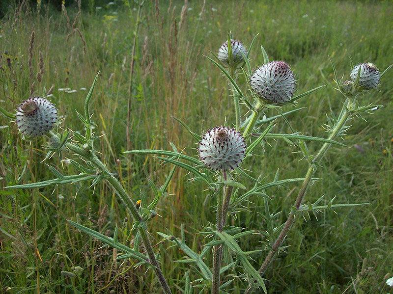 Изображение особи Cirsium polonicum.