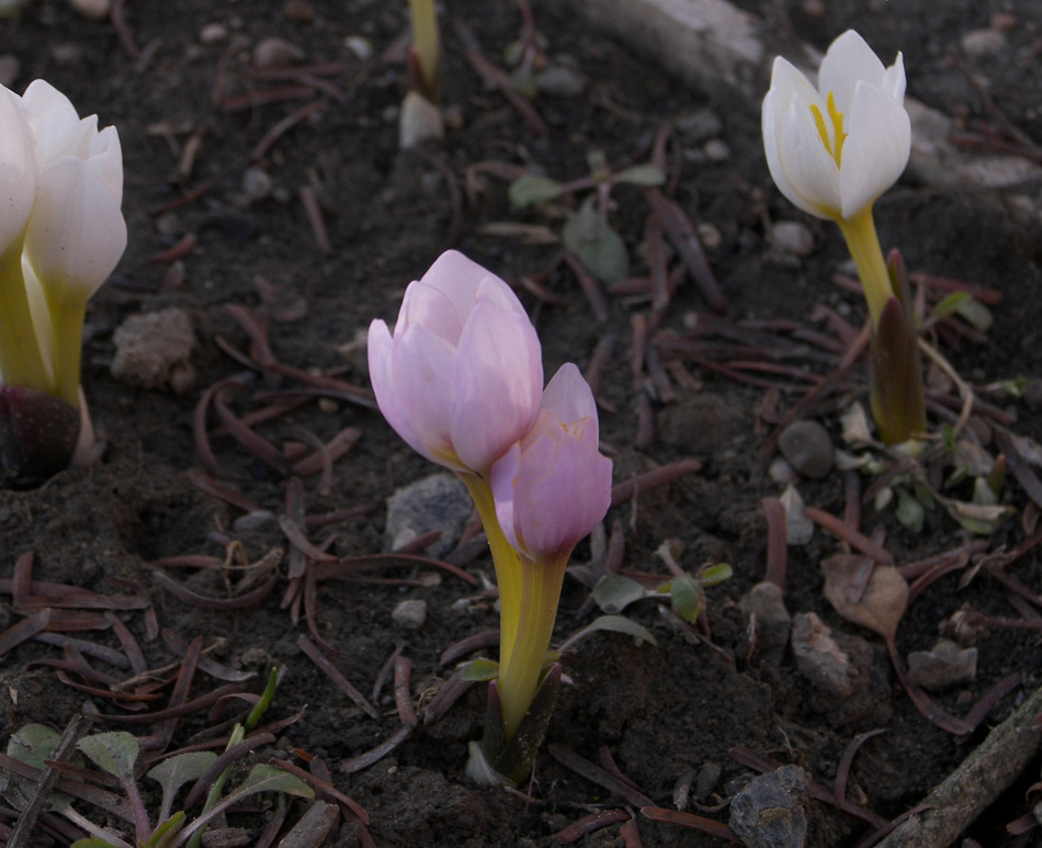 Изображение особи Colchicum szovitsii.