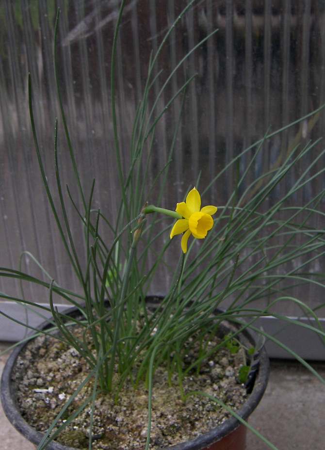 Image of Narcissus assoanus specimen.