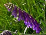 Vicia villosa. Соцветие. Киев, луг возле Святошинского озера, 4 июня 2008 г.