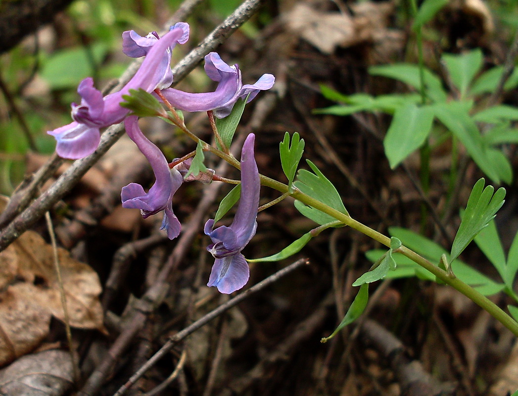 Image of Corydalis solida specimen.