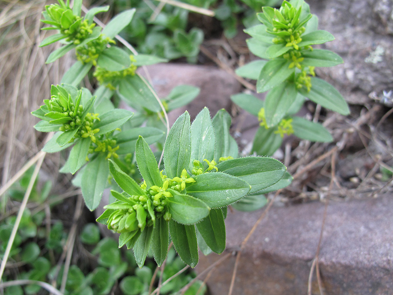 Image of Cruciata laevipes specimen.