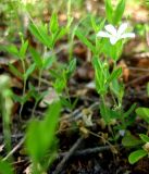 Moehringia lateriflora. Цветущее растение. Республика Саха (Якутия), Томпонский р-н, с. Кескил. 03.06.2012.