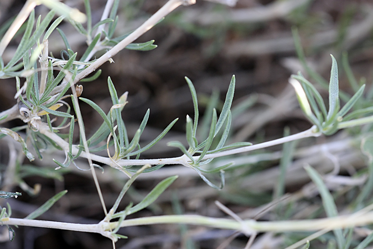 Image of Silene brahuica specimen.