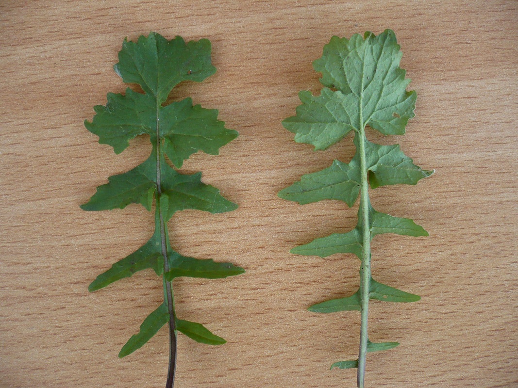 Image of Sisymbrium officinale specimen.