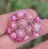 Antennaria dioica. Соцветие. Карелия, Ладожское озеро, остров Валаам. 20.06.2012.