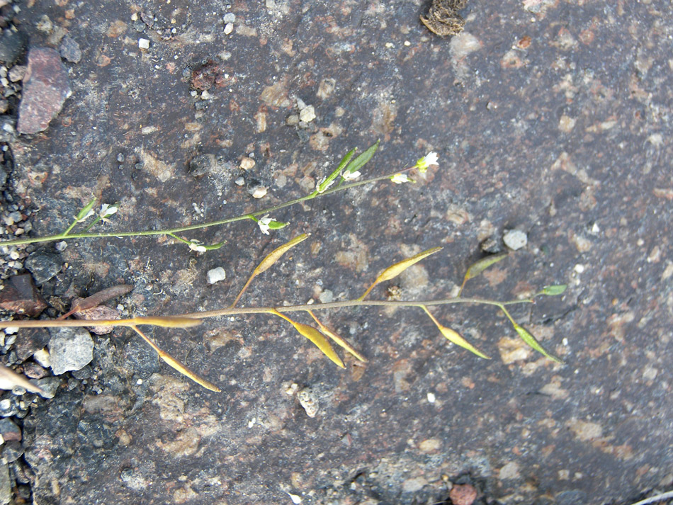 Image of Draba siliquosa specimen.