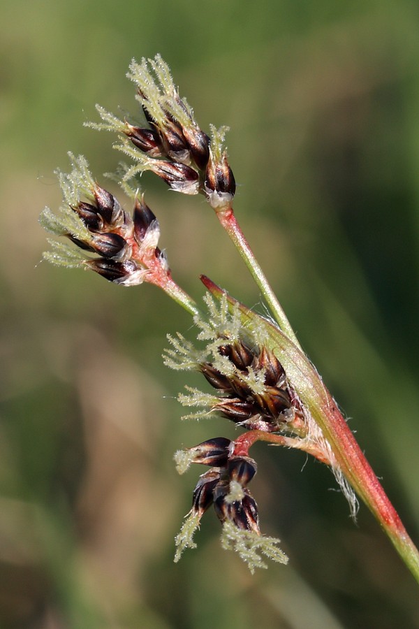 Image of Luzula multiflora specimen.