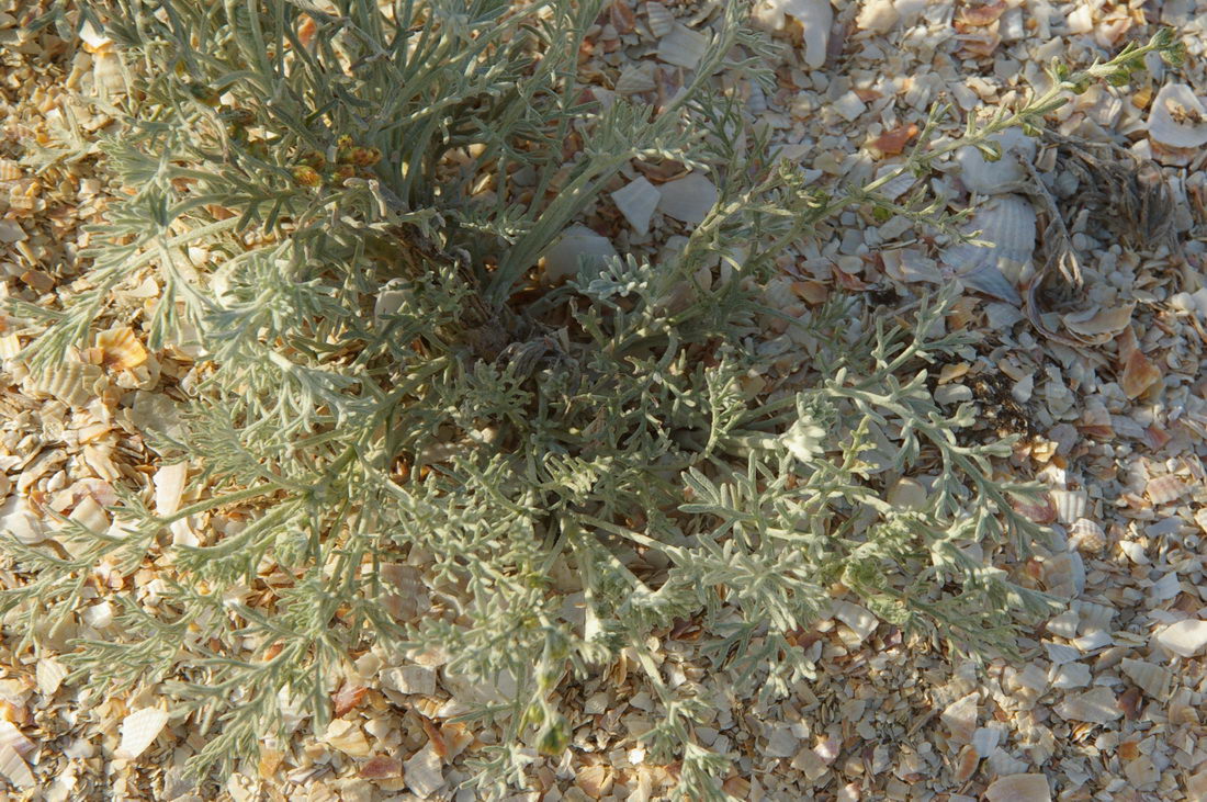 Изображение особи Artemisia santonicum.