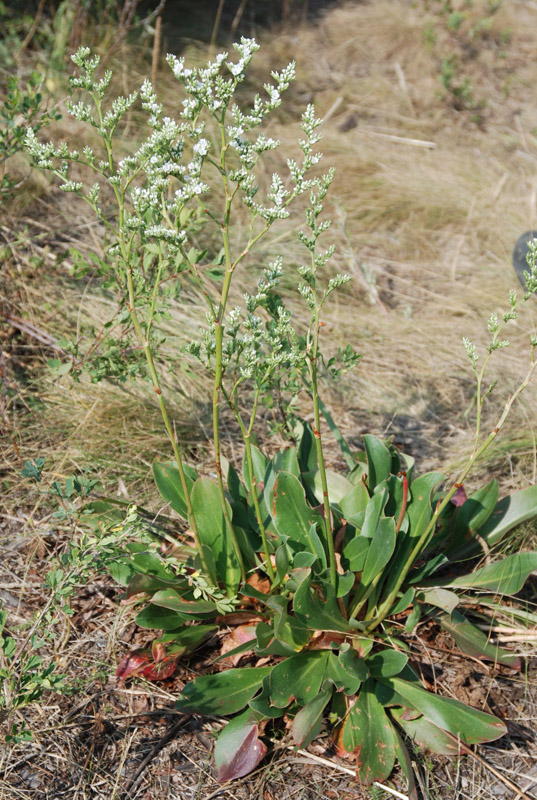 Image of Goniolimon elatum specimen.