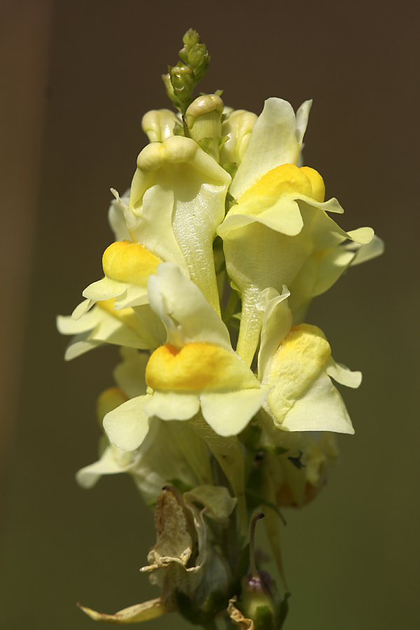 Image of Linaria vulgaris specimen.