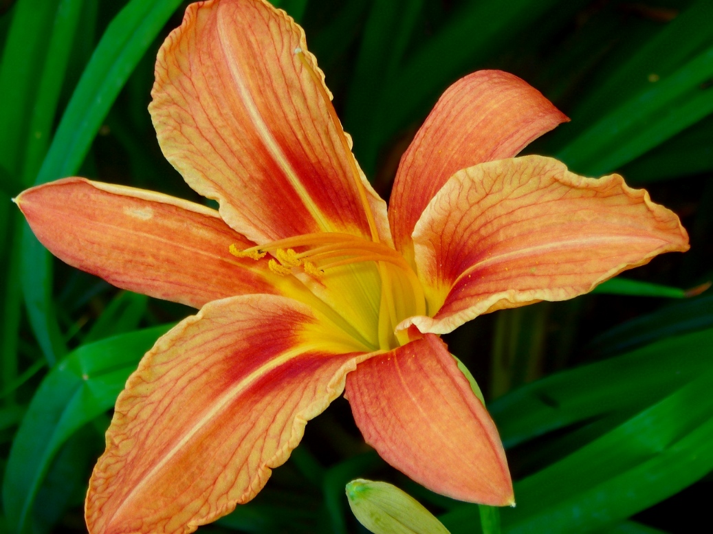 Изображение особи Hemerocallis &times; hybrida.