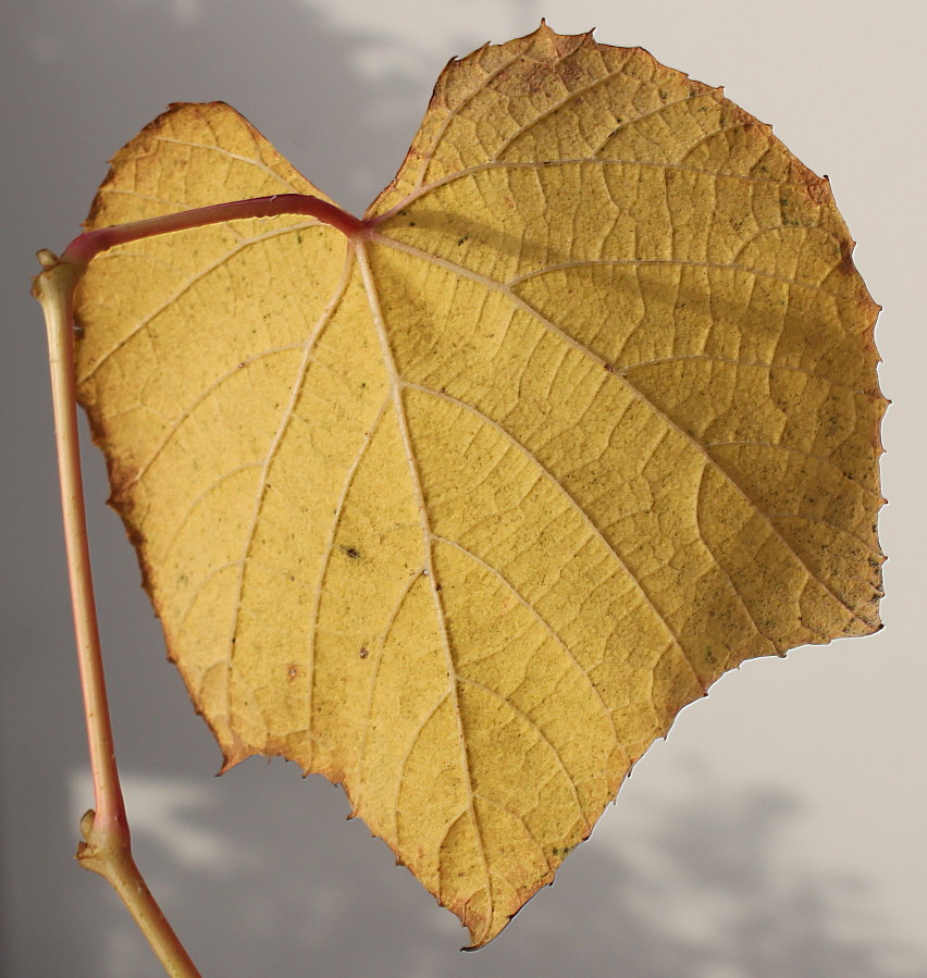 Image of genus Vitis specimen.