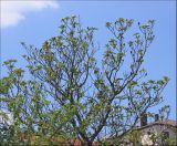 Magnolia grandiflora. Крона дерева, пострадавшего от мороза и ветра, с цветками. Черноморское побережье Кавказа, г. Новороссийск, в культуре. 16 июня 2012 г.