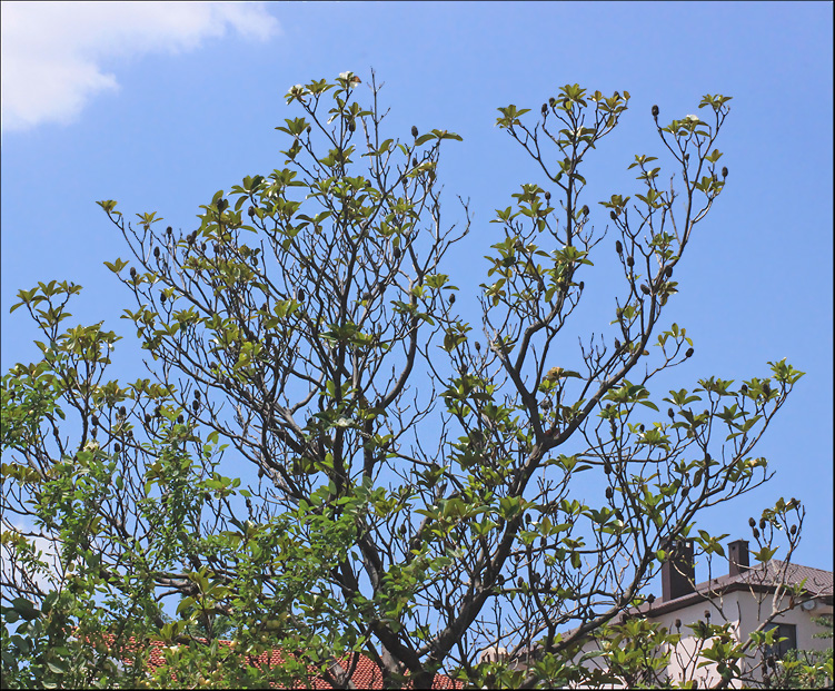 Image of Magnolia grandiflora specimen.