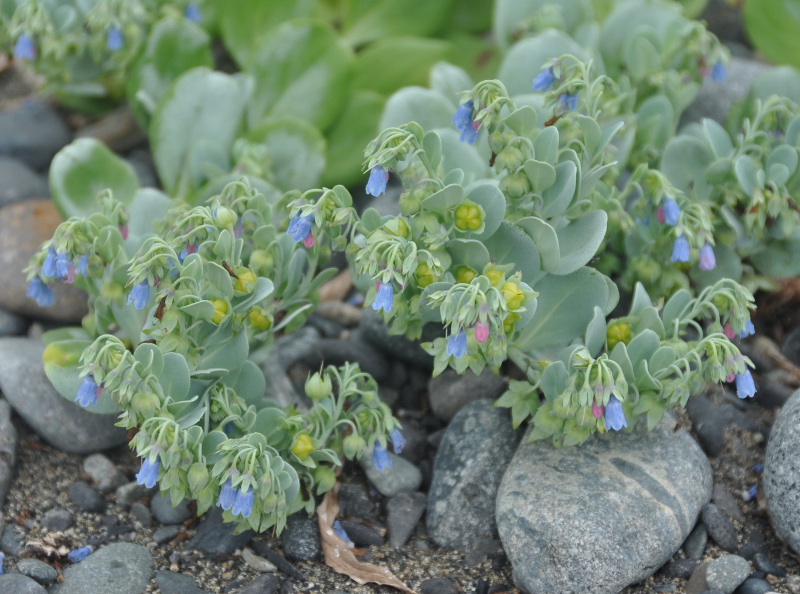 Image of Mertensia maritima specimen.