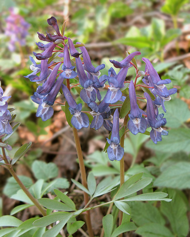 Image of Corydalis solida specimen.