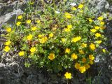 Potentilla crantzii