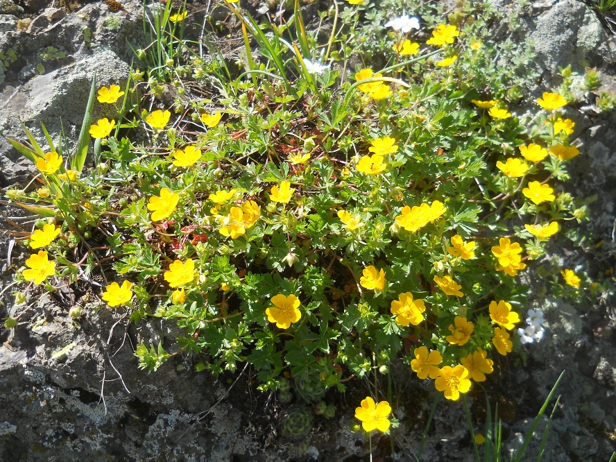 Image of Potentilla crantzii specimen.