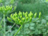 Heracleum sibiricum. Часть соцветия с завязавшимися плодами. Украина, г. Запорожье, недалеко от Кочубеевского кладбища, над ручьём. 12.07.2010.