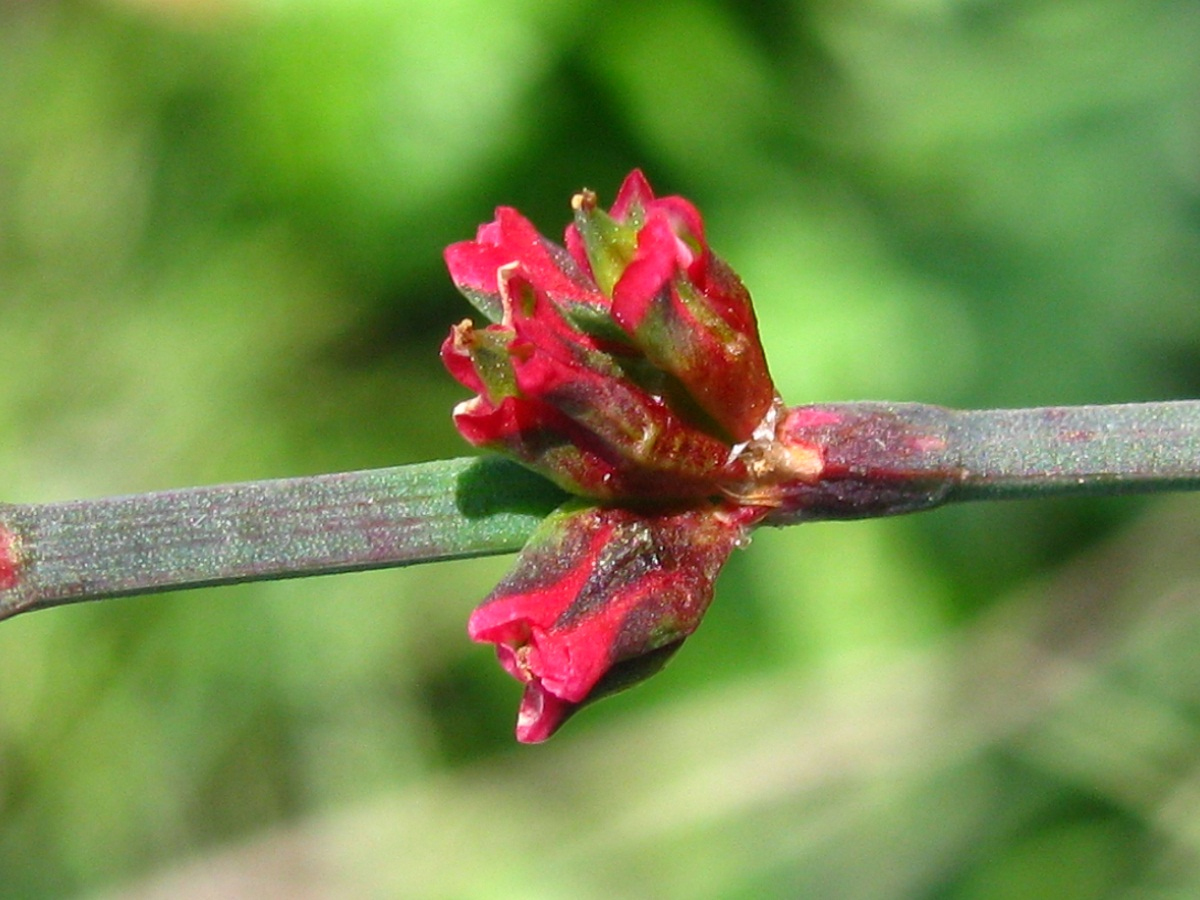 Изображение особи род Polygonum.