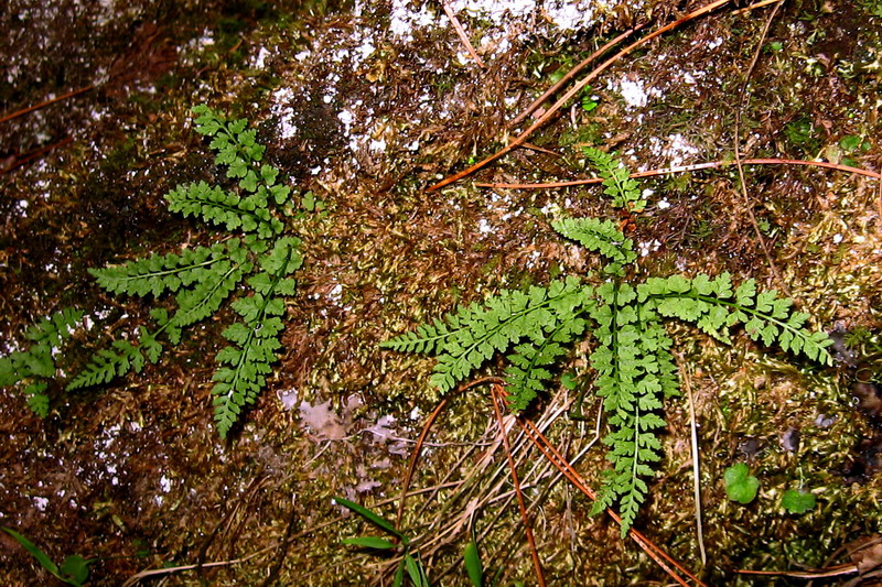 Изображение особи Woodsia heterophylla.