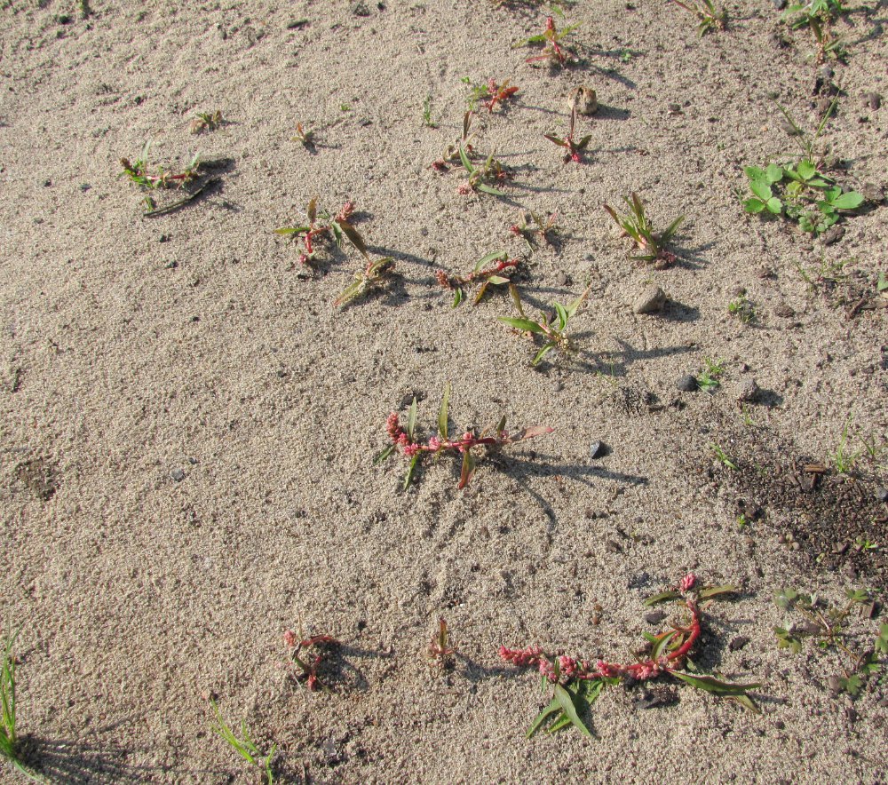 Image of Persicaria scabra specimen.