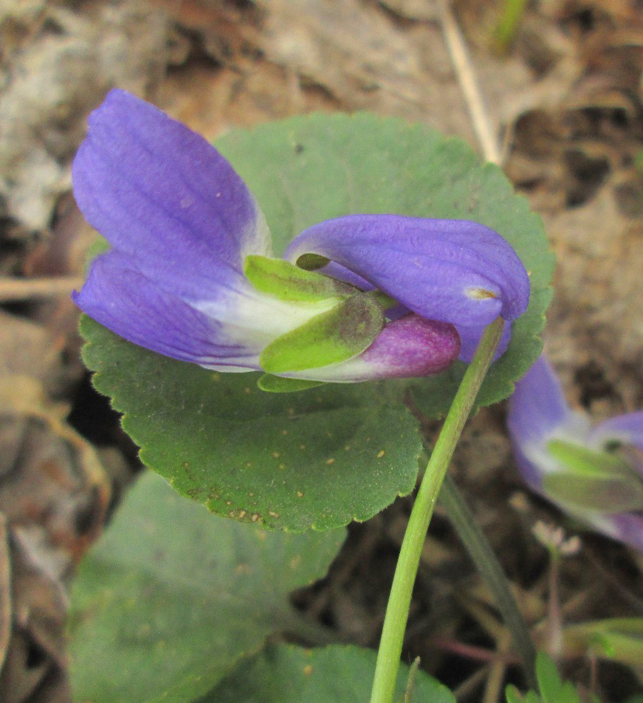 Image of Viola suavis specimen.