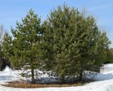 Pinus sylvestris