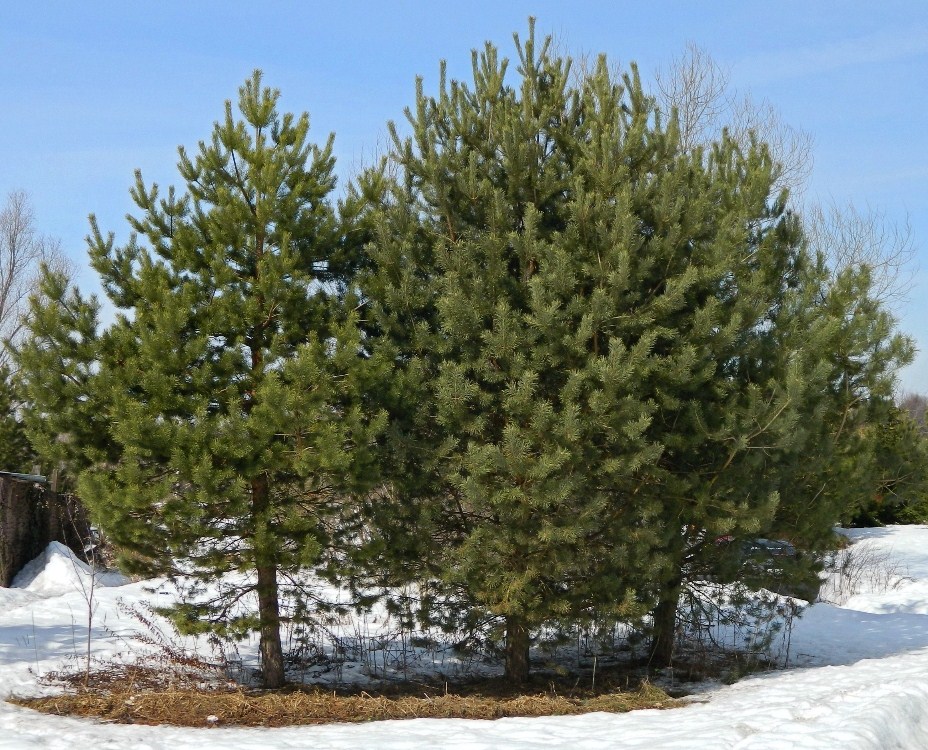 Изображение особи Pinus sylvestris.