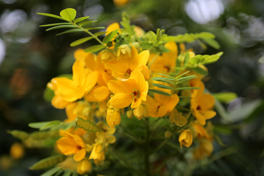 Image of genus Cassia specimen.