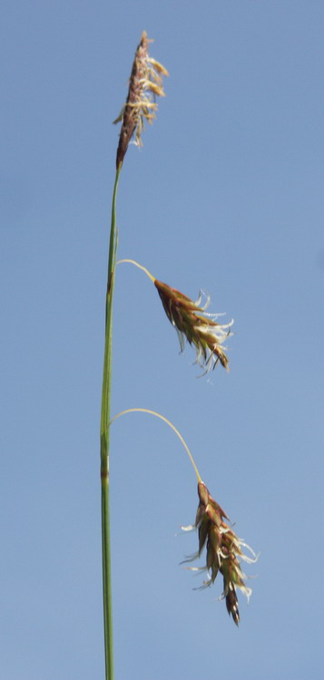 Изображение особи Carex limosa.