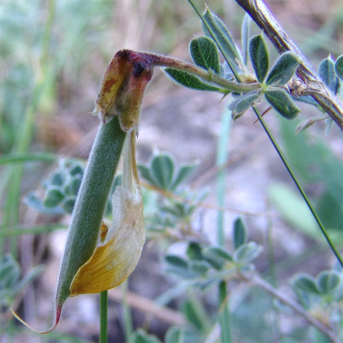 Image of Caragana mollis specimen.