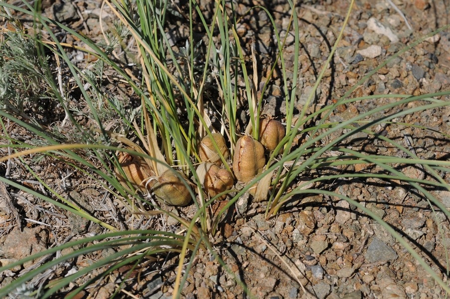 Изображение особи Iris tenuifolia.