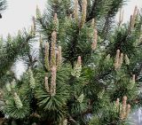 Pinus mugo